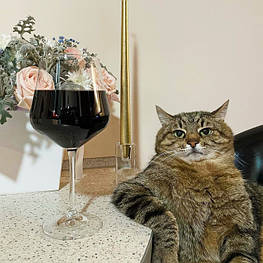 Fan-Shop кота Степана