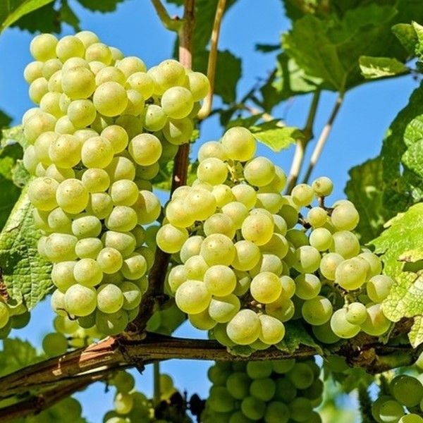 Саджанці Винограду Мускат Парадиз - раннього терміну, великоплідний, урожайний, фото 1