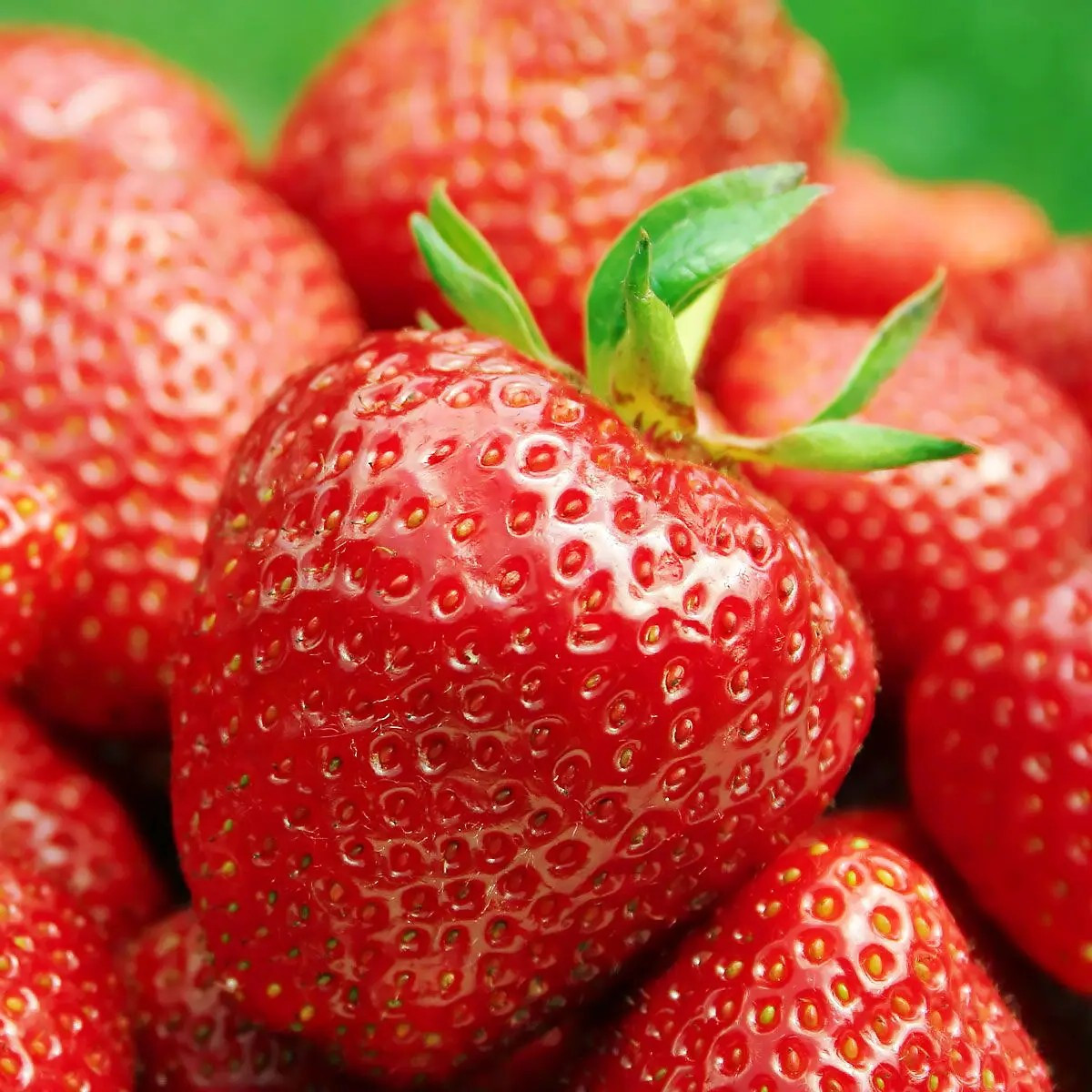 Полуниця (розсада) Дарселект - ароматна, крупноплідна, врожайна, фото 1