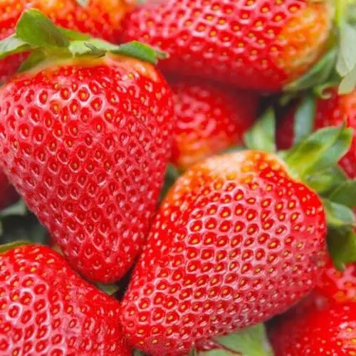 Полуниця Альбіон - соковита, велика, ремонтантна, фото 1