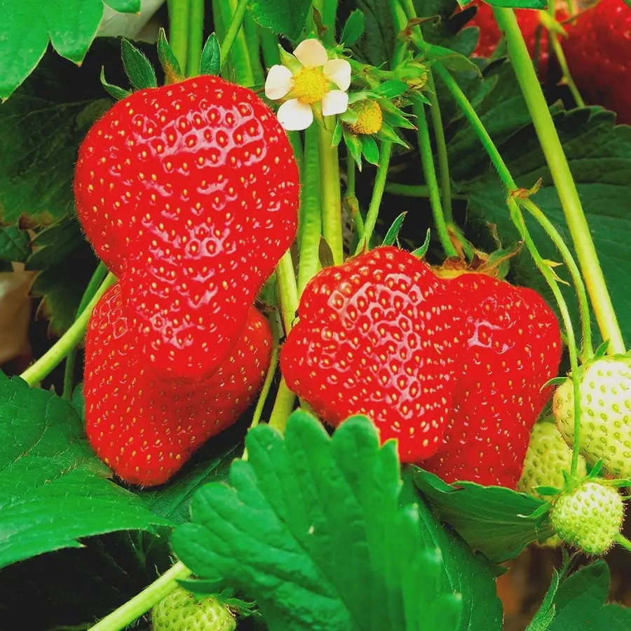 Полуниця Аромас - соковита, ароматна, морозостійка, фото 1