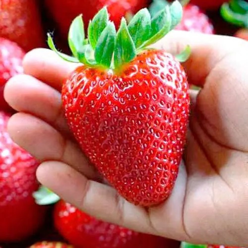 Полуниця Монтерей - соковита, ароматна, ремонтантна, фото 1