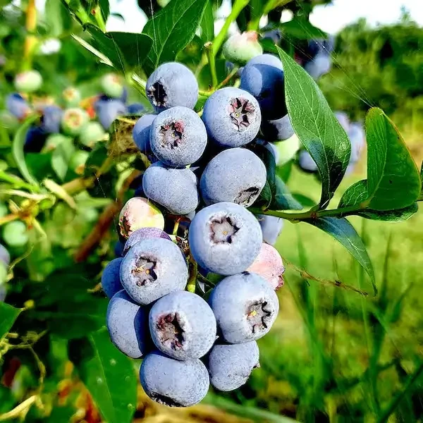 Саджанці Лохини Герберт (Herbert) - середньо-пізня, крупноплідна, урожайна Р9, фото 1