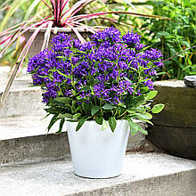 Дзвоники скупчені Блу Краун / 3 роки / Campanula Blue Crown