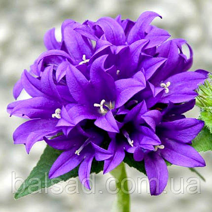 Дзвоники скупчені Дженті Блю / 3 роки / Campanula Genti Blue, фото 1