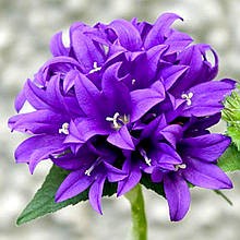 Дзвоники скупчені Дженті Блю / 3 роки / Campanula Genti Blue