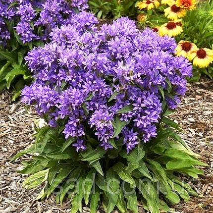 Дзвоники скупчені Дженті Блю / 3 роки / Campanula Genti Blue, фото 3