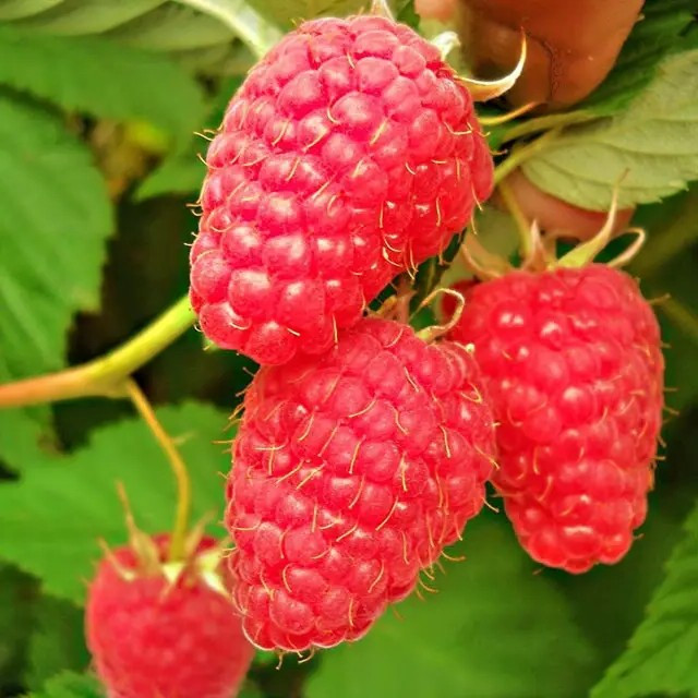 Малина Маросейка - смачна, крупноплідна, морозостійка, фото 1