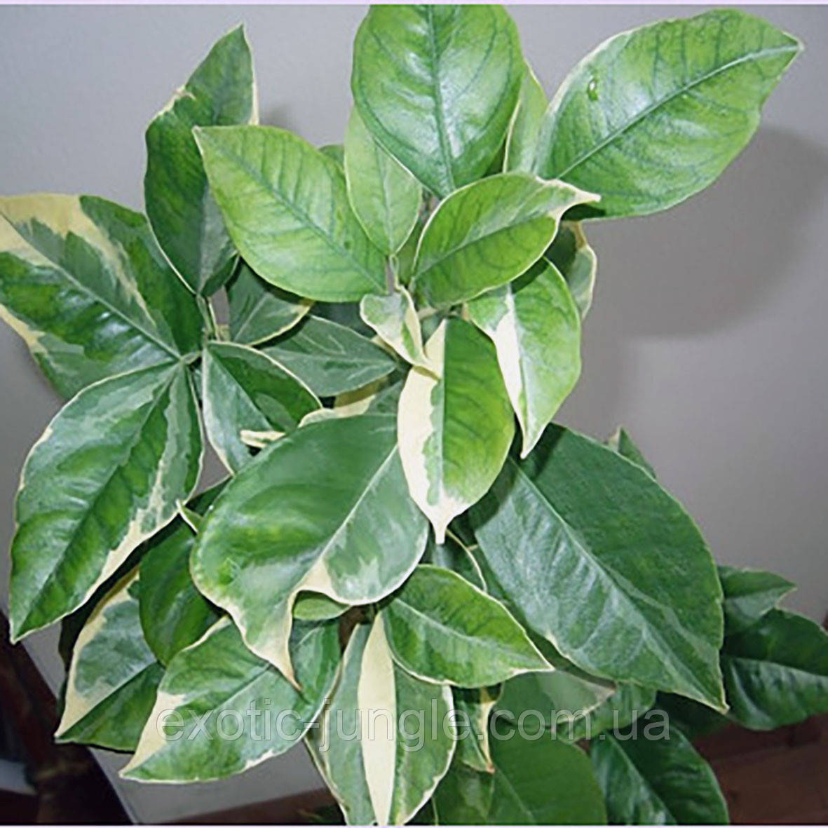 Апельсин Котидіана варієгатний (Citrus sinensis 'Cotidia variegatis') 45-50 см. Кімнатний
