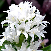 Дзвоники Дженті Вайт / С2 / 3 роки / Campanula Genti White