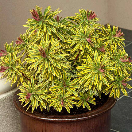 Молочай Мартіна Аскот Рейнбоу / С2 / Euphorbia Ascot Rainbow, фото 2