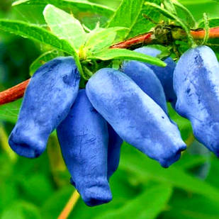 Саджанці жимолості їстівної Каріна - рання, урожайна, зимостійка