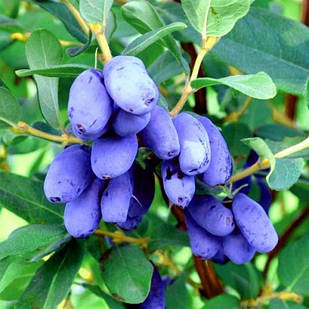 Саджанці жимолості їстівної Вітамінна - рання, урожайна, зимостійка