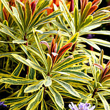 Молочай Мартіна Аскот Рейнбоу / С2 / Euphorbia Ascot Rainbow