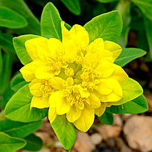 Молочай багатобарвний Сеньйор / С2 / Euphorbia Senior