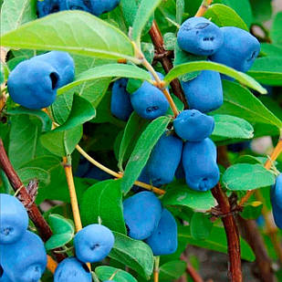 Саджанці жимолості їстівної Синьоока - рання, урожайна, зимостійка