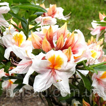 Рододендрон Аріма / С5 / h 50-70 / Rhododendron 'Arima', фото 1