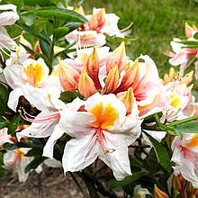 Рододендрон Аріма / С5 / h 50-70 / Rhododendron 'Arima'