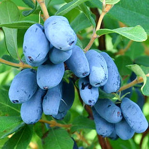 Саджанці жимолості Камчатська Челябинка - пізня, промислова, урожайна (3-х річка) С1.5