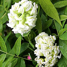 Гліцинія Нівея / С2 / h 70-100 / Wisteria frutescens Nivea