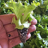 Касета для розсади 288 осередків (28*54 см), фото 7