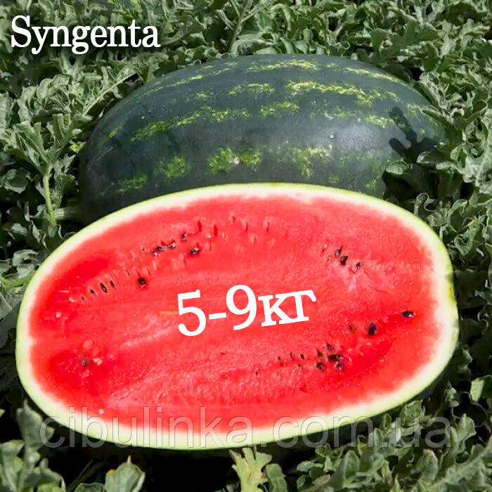 Кавун Мірсіні F1 Syngenta/Нідерланди 10 шт (zip-paket), фото 1
