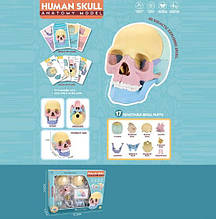 Об'ємна анатомічна модель Черепа