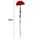 Гвоздика оксамитова оксамит, 60 см, фото 5