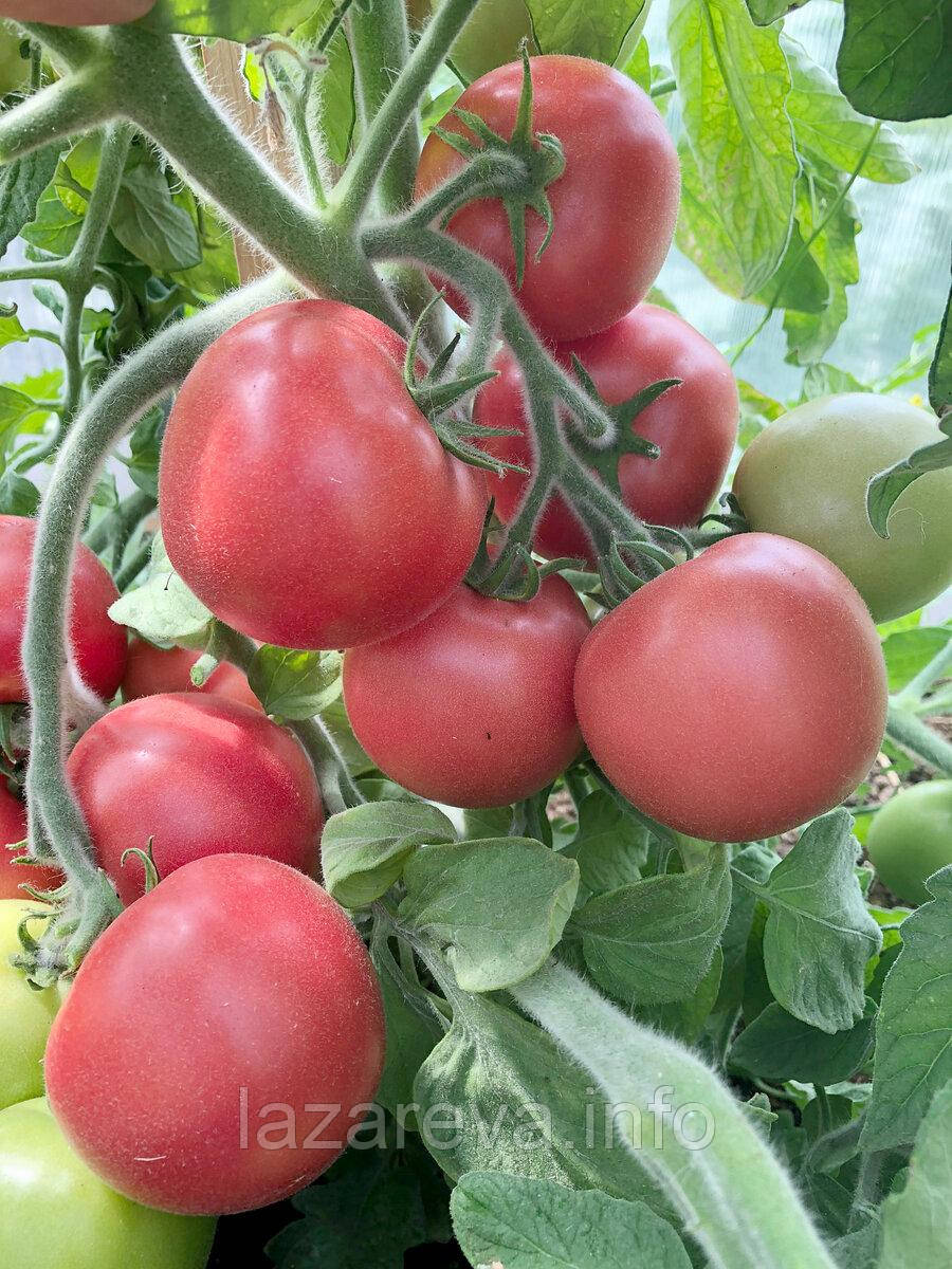 Насіння томату Велюр F1 10 шт, фото 1