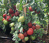 Насіння томату Велюр F1 10 шт, фото 2