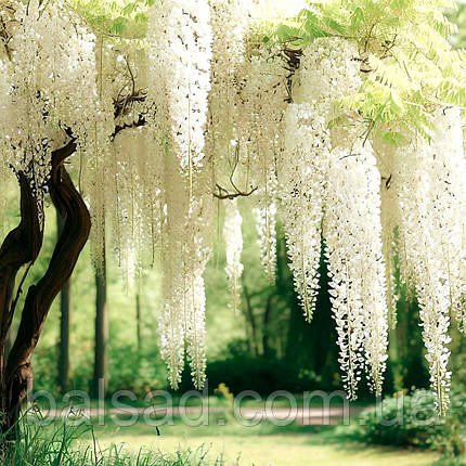 Гліцинія Клара Мак / h 70-100 / Wisteria macrostachya Clara Mack, фото 1