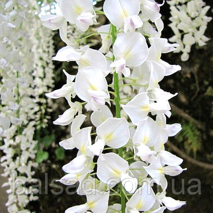 Гліцинія Клара Мак / h 70-100 / Wisteria macrostachya Clara Mack, фото 3