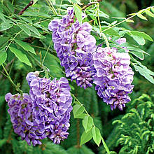 Гліцинія китайська Аметист / С2 / h 70-100 / Wisteria Amethyst