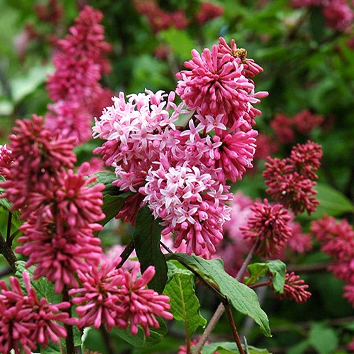 Бузок Редвайн / Р9 / Syringa Redwine