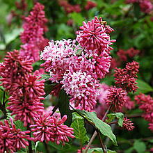 Бузок Редвайн / Р9 / Syringa Redwine
