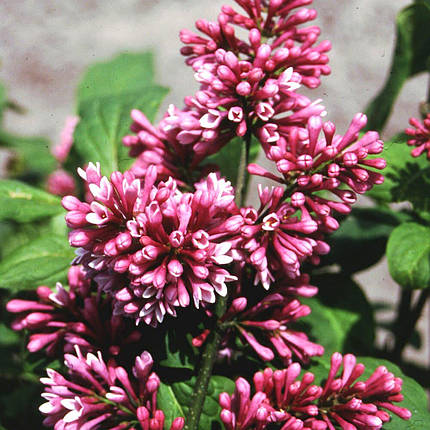 Бузок Редвайн / Р9 / Syringa Redwine, фото 2