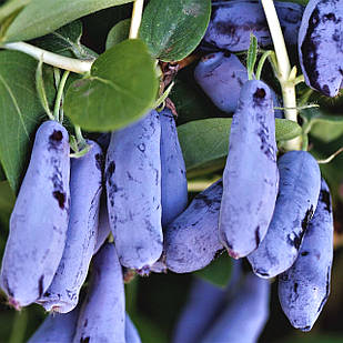 Саджанці жимолості їстівної Гордість Бакчара - середньо-пізня, крупноплідна, врожайна (3-х річна) С1.5