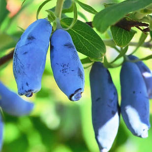 Саджанці жимолості їстівної Гордість Кубані - середньо-пізня, великоплідна (3-х літня) С1.5