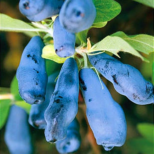 Саджанці жимолості їстівної Вітамінна - рання, урожайна, зимостійка (3-х річна) С1.5