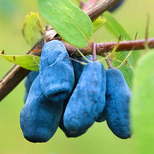 Саджанці жимолості їстівної Югана - рання, урожайна, зимостійка (3-х річка) С1.5