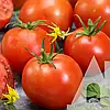 Томат Санька 3 г Agromaksi, фото 3