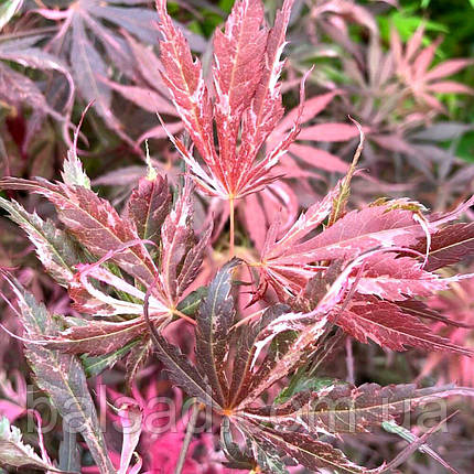 Клен японський Екстраваганза / С2 / h 40-60 / Acer Extravaganza, фото 1