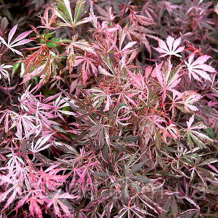 Клен японський Екстраваганза / С2 / h 40-60 / Acer Extravaganza, фото 3