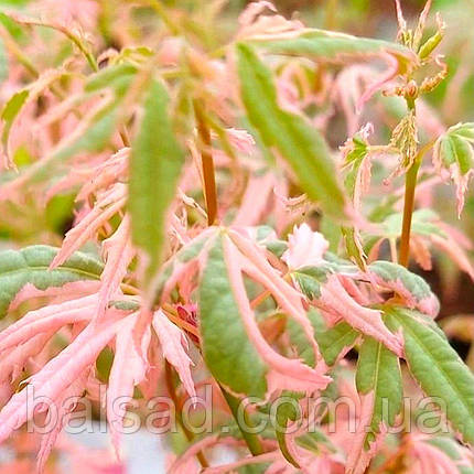 Клен японський Ійоші / 2 роки / Р9 / Acer palmatum 'Iyoshi', фото 1
