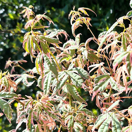 Клен японський Ійоші / 2 роки / Р9 / Acer palmatum 'Iyoshi', фото 3