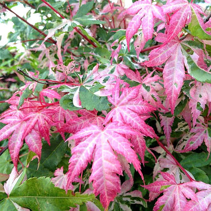 Клен японський Орідоно-Нішікі / h 40-60 / Acer Oridono-nishiki, фото 1