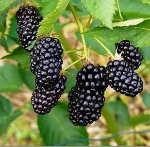 Саджанці ремонтантної ожини Прайм Арк Тревелер - безколючкова, морозостійка