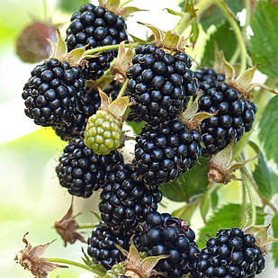 Саджанці ожини Лох Мері (Loch Maree) - безколючкова, морозостійка, транспортабельна