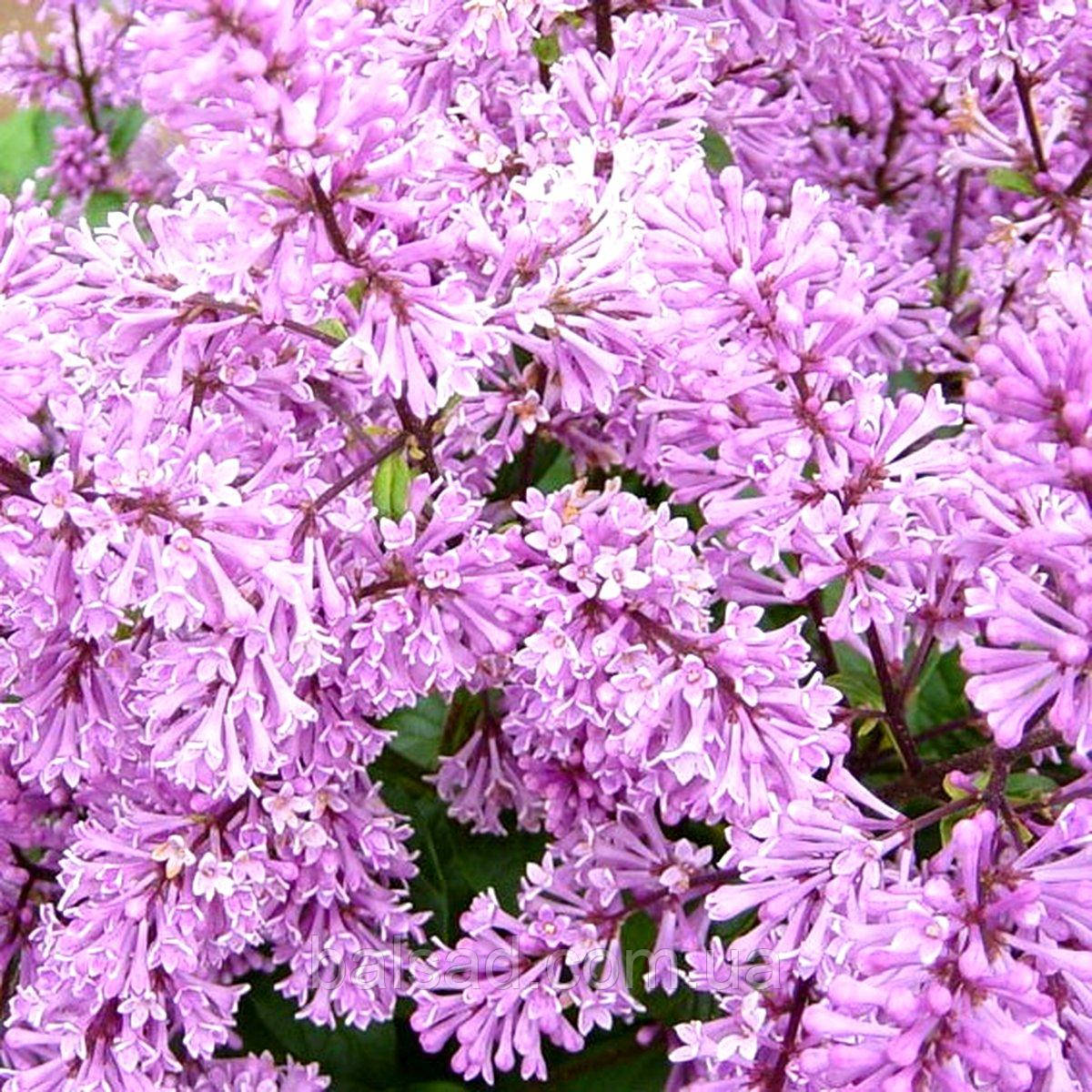 Бузок Мінует / Р9 / Syringa Minuet