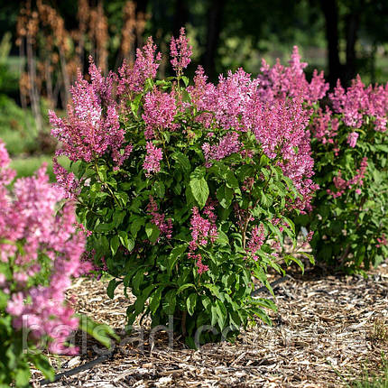 Бузок Мінует / Р9 / Syringa Minuet, фото 3
